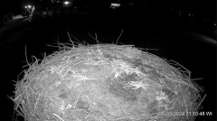 2024-03-26 21_14_28-Projekt Sąsiad Bocian - transmisja na żywo znad gniazda bociana białego w Woli Z.jpg