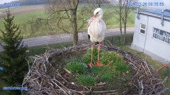 2024-03-26 21_23_14-#Bociany na żywo - #kamera na #gniazdo #Zambrow #WhiteStork #nest #livecam #ptak.jpg