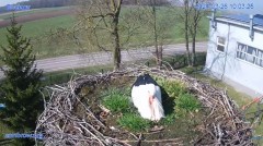 2024-03-26 21_23_27-#Bociany na żywo - #kamera na #gniazdo #Zambrow #WhiteStork #nest #livecam #ptak.jpg