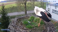 2024-03-26 21_23_40-#Bociany na żywo - #kamera na #gniazdo #Zambrow #WhiteStork #nest #livecam #ptak.jpg