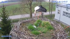 2024-03-26 21_24_08-#Bociany na żywo - #kamera na #gniazdo #Zambrow #WhiteStork #nest #livecam #ptak.jpg