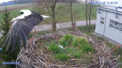 2024-03-26 21_24_52-#Bociany na żywo - #kamera na #gniazdo #Zambrow #WhiteStork #nest #livecam #ptak.jpg