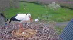 2024-03-27 23_14_34-The Chimney Storks (live cam white stork, livestream The Netherlands) - YouTube .jpg