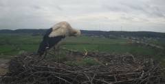 2024-04-02 10_32_17-Gniew BOCIAN BIAŁY - kamera na żywo WebCamera.pl – Maxthon.jpg