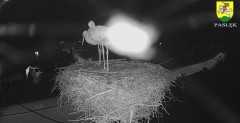 2024-04-02 21_24_17-BOCIANY kamera na żywo z gniazda w Pasłęku – Maxthon.jpg