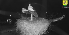 2024-04-03 20_58_40-BOCIANY kamera na żywo z gniazda w Pasłęku – Maxthon.jpg