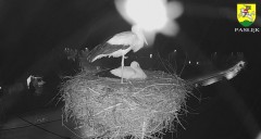 2024-04-04 21_04_18-BOCIANY kamera na żywo z gniazda w Pasłęku – Maxthon.jpg