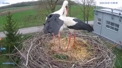 2024-04-05 22_37_13-#Bocian #gniazdo #Zambrow #kamera #nażywo #ptaki #WhiteStork #nest #livecamera #.jpg