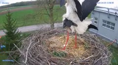 2024-04-05 22_37_21-#Bocian #gniazdo #Zambrow #kamera #nażywo #ptaki #WhiteStork #nest #livecamera #.jpg