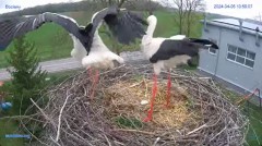 2024-04-05 22_37_32-#Bocian #gniazdo #Zambrow #kamera #nażywo #ptaki #WhiteStork #nest #livecamera #.jpg