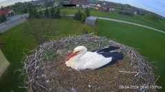 2024-04-08 21_53_18-Projekt Sąsiad Bocian - transmisja na żywo znad gniazda bociana białego w Woli Z.jpg