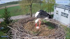 2024-04-09 22_01_25-#Bocian #gniazdo #Zambrow #kamera #nażywo #ptaki #WhiteStork #nest #livecamera #.jpg