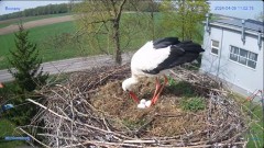 2024-04-09 22_02_00-#Bocian #gniazdo #Zambrow #kamera #nażywo #ptaki #WhiteStork #nest #livecamera #.jpg