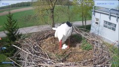 2024-04-09 22_02_25-#Bocian #gniazdo #Zambrow #kamera #nażywo #ptaki #WhiteStork #nest #livecamera #.jpg