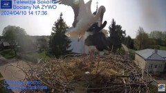 2024-04-10 21_09_13-Gniazdo Bocianie - Telewizja Sokółka [NA ŻYWO] _ IP Camera_ Stork's nest [LIVE] .jpg