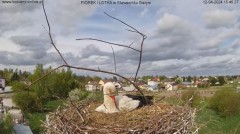 2024-04-12 22_25_41-Bociany online podgląd z kamery na gniazdo bociana – Maxthon.jpg