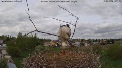 2024-04-12 22_26_24-Bociany online podgląd z kamery na gniazdo bociana – Maxthon.jpg