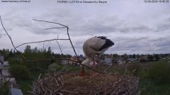 2024-04-12 22_26_43-Bociany online podgląd z kamery na gniazdo bociana – Maxthon.jpg