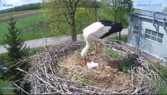 2024-04-15 22_20_30-#Bocian #gniazdo #Zambrow #kamera #nażywo #ptaki #WhiteStork #nest #livecamera #.jpg