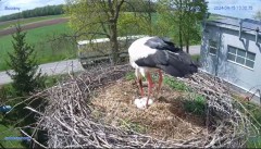 2024-04-15 22_20_45-#Bocian #gniazdo #Zambrow #kamera #nażywo #ptaki #WhiteStork #nest #livecamera #.jpg