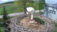 2024-04-15 22_21_30-#Bocian #gniazdo #Zambrow #kamera #nażywo #ptaki #WhiteStork #nest #livecamera #.jpg