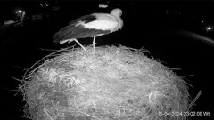 2024-04-16 23_08_40-Projekt Sąsiad Bocian - transmisja na żywo znad gniazda bociana białego w Woli Z.jpg