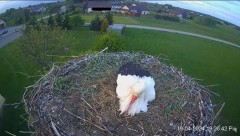 2024-04-19 22_36_02-Projekt Sąsiad Bocian - transmisja na żywo znad gniazda bociana białego w Woli Z.jpg