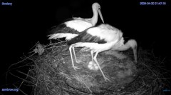 2024-04-20 22_19_42-#Bocian #gniazdo #Zambrow #kamera #nażywo #ptaki #WhiteStork #nest #livecamera #.jpg