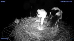 2024-04-20 22_19_55-#Bocian #gniazdo #Zambrow #kamera #nażywo #ptaki #WhiteStork #nest #livecamera #.jpg