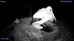 2024-04-20 22_20_14-#Bocian #gniazdo #Zambrow #kamera #nażywo #ptaki #WhiteStork #nest #livecamera #.jpg
