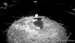 2024-04-22 12_27_02-Projekt Sąsiad Bocian - transmisja na żywo znad gniazda bociana białego w Woli Z.jpg