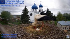 2024-04-22 21_29_42-Gniazdo Bocianie - Telewizja Sokółka [NA ŻYWO] _ IP Camera_ Stork's nest [LIVE] .jpg
