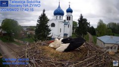 2024-04-22 21_29_46-Gniazdo Bocianie - Telewizja Sokółka [NA ŻYWO] _ IP Camera_ Stork's nest [LIVE] .jpg