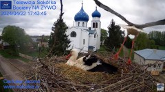 2024-04-22 21_31_16-Gniazdo Bocianie - Telewizja Sokółka [NA ŻYWO] _ IP Camera_ Stork's nest [LIVE] .jpg
