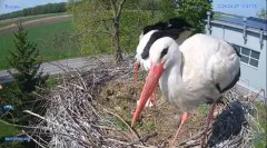 2024-04-27 22_24_06-#Bocian #gniazdo #Zambrow #kamera #nażywo #ptaki #WhiteStork #nest #livecamera #.jpg