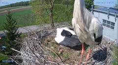 2024-04-27 22_24_34-#Bocian #gniazdo #Zambrow #kamera #nażywo #ptaki #WhiteStork #nest #livecamera #.jpg