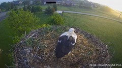 2024-04-29 11_30_50-Projekt Sąsiad Bocian - transmisja na żywo znad gniazda bociana białego w Woli Z.jpg
