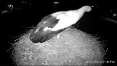 2024-04-29 23_08_34-Projekt Sąsiad Bocian - transmisja na żywo znad gniazda bociana białego w Woli Z.jpg