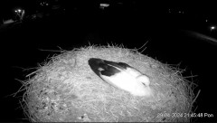 2024-04-29 23_08_42-Projekt Sąsiad Bocian - transmisja na żywo znad gniazda bociana białego w Woli Z.jpg