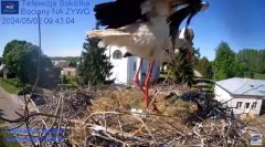 2024-05-02 21_44_25-Gniazdo Bocianie - Telewizja Sokółka [NA ŻYWO] _ IP Camera_ Stork's nest [LIVE] .jpg