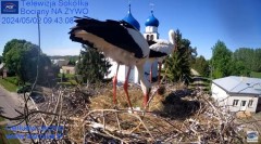 2024-05-02 21_44_30-Gniazdo Bocianie - Telewizja Sokółka [NA ŻYWO] _ IP Camera_ Stork's nest [LIVE] .jpg