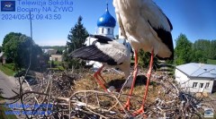2024-05-02 21_45_11-Gniazdo Bocianie - Telewizja Sokółka [NA ŻYWO] _ IP Camera_ Stork's nest [LIVE] .jpg