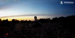 2024-05-16 21_09_29-Kamera Międzyrzecze - widok na gniazdo bociana – Maxthon.jpg