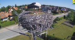 2024-05-17 10_15_44-BOCIANY kamera na żywo z gniazda w Pasłęku – Maxthon.jpg