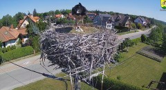 2024-05-17 10_16_05-BOCIANY kamera na żywo z gniazda w Pasłęku – Maxthon.jpg
