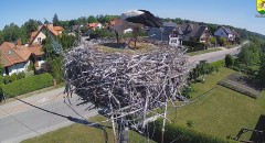 2024-05-17 10_16_23-BOCIANY kamera na żywo z gniazda w Pasłęku – Maxthon.jpg