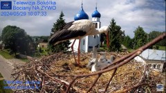 2024-05-29 22_09_16-Gniazdo Bocianie - Telewizja Sokółka [NA ŻYWO] _ IP Camera_ Stork's nest [LIVE] .jpg