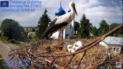 2024-05-29 22_09_38-Gniazdo Bocianie - Telewizja Sokółka [NA ŻYWO] _ IP Camera_ Stork's nest [LIVE] .jpg