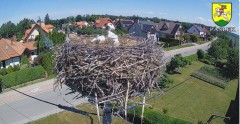 2024-06-01 11_09_27-BOCIANY kamera na żywo z gniazda w Pasłęku – Maxthon.jpg