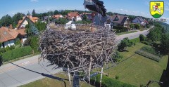 2024-06-01 11_17_06-BOCIANY kamera na żywo z gniazda w Pasłęku – Maxthon.jpg